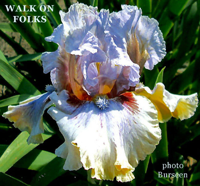 Iris Walk On Folks