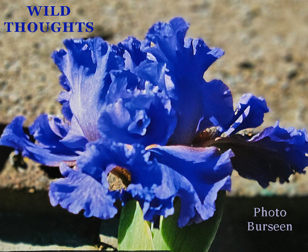 Iris Wild Thoughts