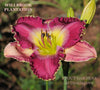 Daylily Willbrook Plantation