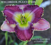 Daylily Willbrook Plantation