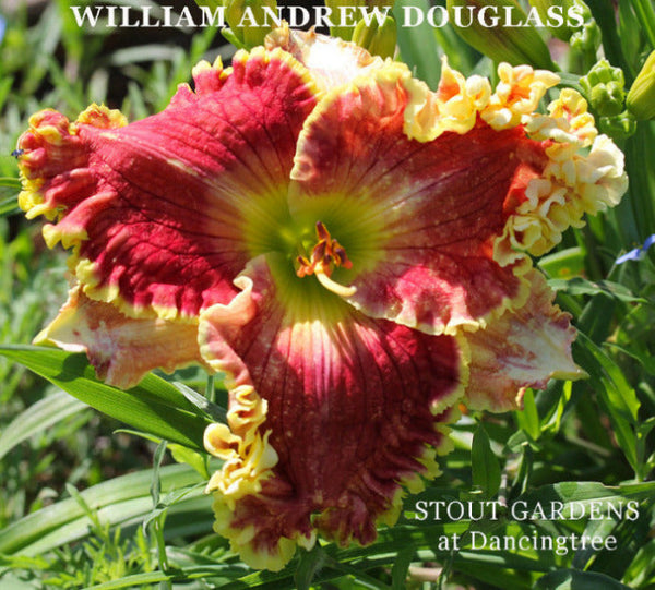 Daylily William Andrew Douglas