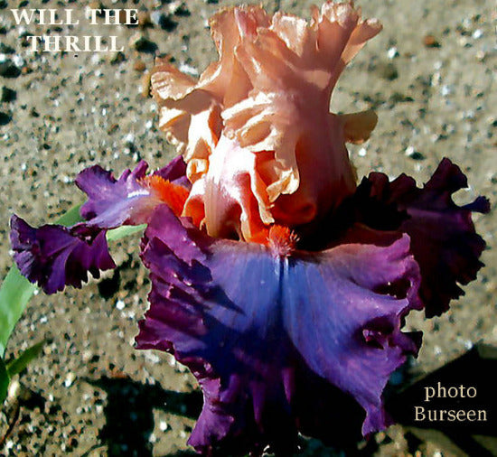 Iris Will The Thrill