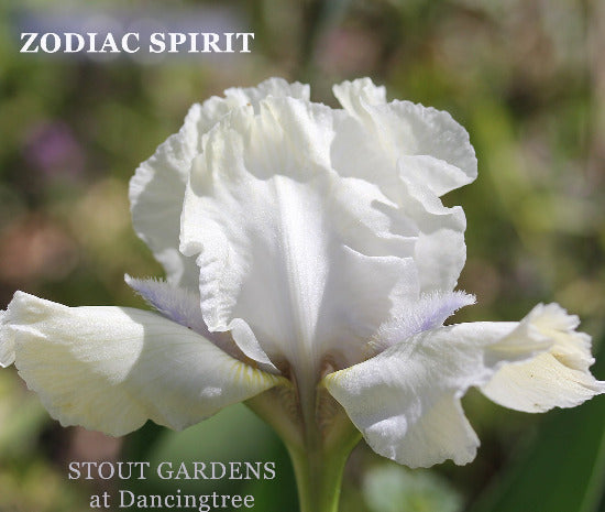 Iris Zodiac Spirit