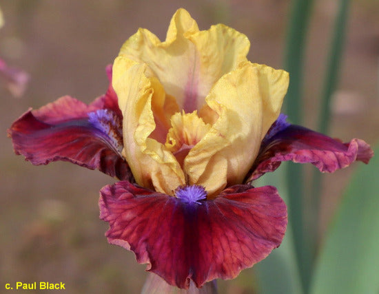 Iris Cinemagic