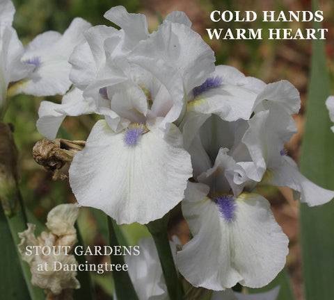 Iris Cold Hands Warm Heart