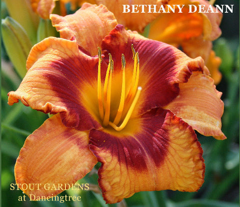 Daylily Bethany DeAnn