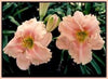 Two pink daylily flowers called 'Helen McCloud' with a pastel rose halo above the green throat, photographed in a garden setting.