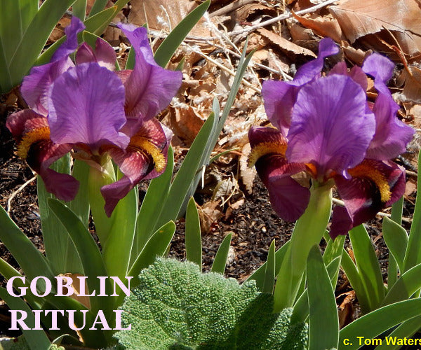 Iris Goblin Ritual