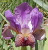 Iris Goblin Cantrip