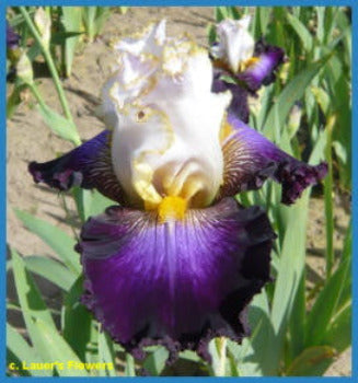 Iris Higher Ground