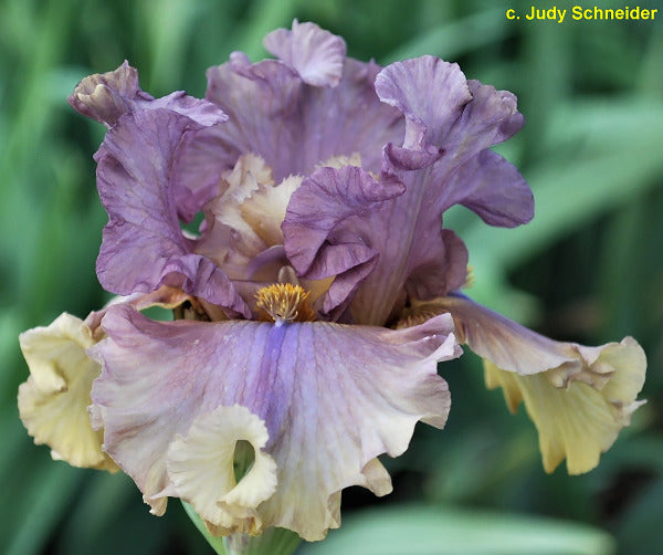 Iris Homespun Hero