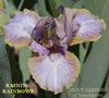 Purple and yellow standard dwarf bearded iris flower, 'Raining Rainbows' at 'Stout Gardens at Dancingtree'.