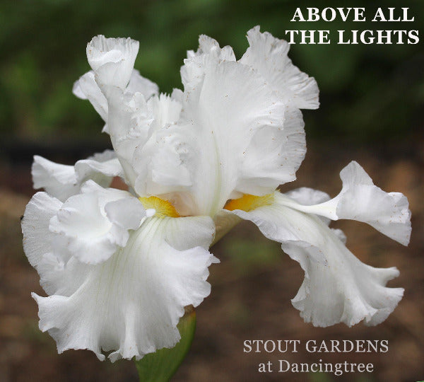 Tall Bearded Iris 'Above All The Lights' is a white space age iris featuring big flounces Stout Gardens at Dancingtree.