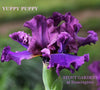 A close-up image of a purple tall bearded iris flower with big flounces, known as 'Yuppy Puppy' from 'Stout Gardens at Dancingtree'.