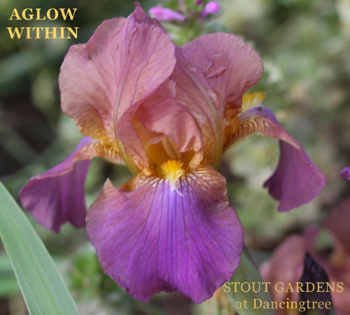 Close-up image of Miniature Tall Bearded Iris 'Aglow Within', displaying a pink purple over mid purple falls at 'Stout Gardens at Dancingtree'.
