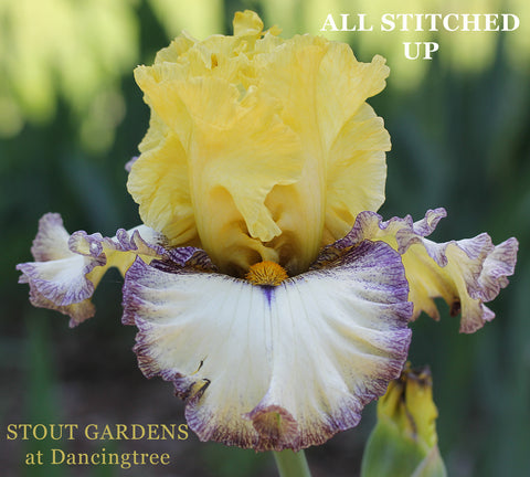 Iris All Stitched Up