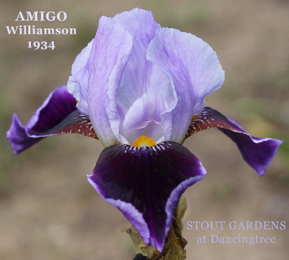 Historic iris 'Amigo' is shown, a purple and white iris flower at 'Stout Gardens At Dancingtree'.