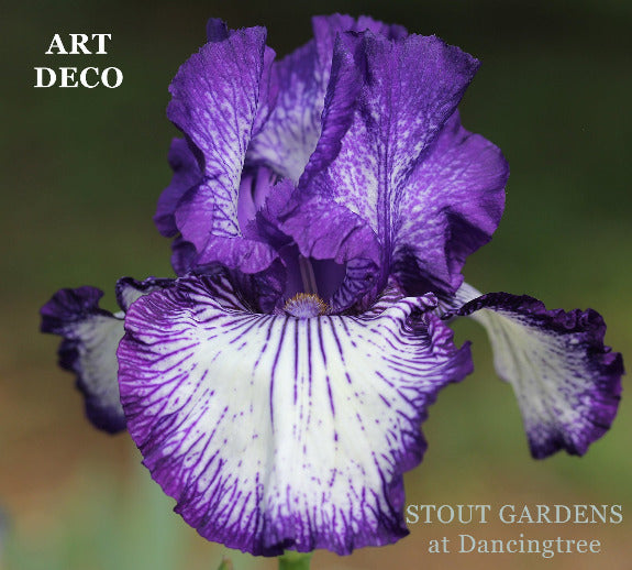 Purple and white plicata pattern is seen on the tall bearded iris 'Art Deco' flower at 'Stout Gardens at Dancingtree' .