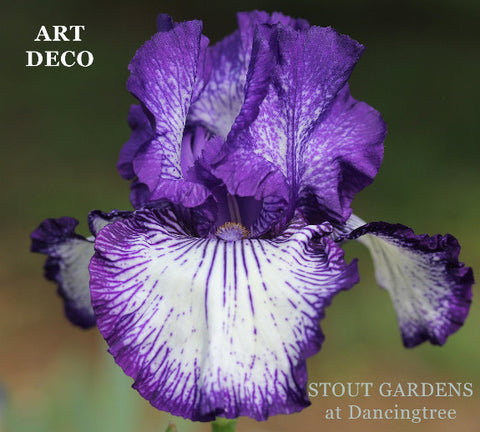 Iris Art Deco