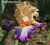 A tall bearded iris 'Be Original' displaying light orange, red-purple and white flowers from Stout Gardens at Dancingtree. 