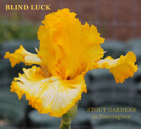Tall bearded iris 'Blind Luck' displaying it's bright yellow and white colors at 'Stout Gardens at Dancingtree'.