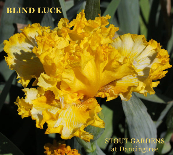 Ruffled, yellow tall bearded iris flower with 'Blind Luck' name and 'Stout Gardens at Dancingtree' location.
