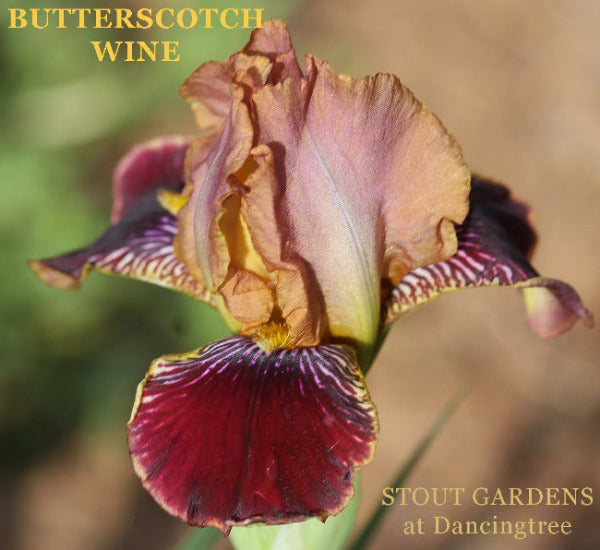Miniature Tall Bearded Iris 'Butterscotch Wine' shown with dark red and pink flowers at 'Stout Gardens At Dancingtree'.