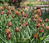 A field of miniature tall bearded iris 'Butterscotch Wine' showing red purple and pink flowers at 'Stout Gardens At Dancingtree'.