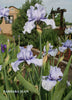 Tall bearded iris 'Barbara Jean' displaying a blooming stalk of light blue violet flowers at 'Stout Gardens At Dancingtree'.