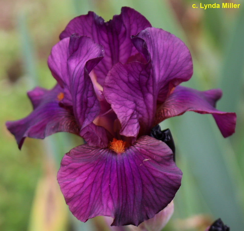 A close-up image of a purple miniature tall bearded Iris flower with red-orange beards, bloom in the center, and green foliage in the background.