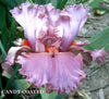 Tall bearded iris 'Candy Coated' shown with pink shades.