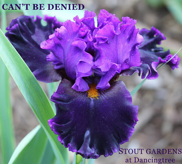 Purple tall bearded iris flower with 'Can't Be Denied' name at'Stout Gardens at Dancingtree'.
