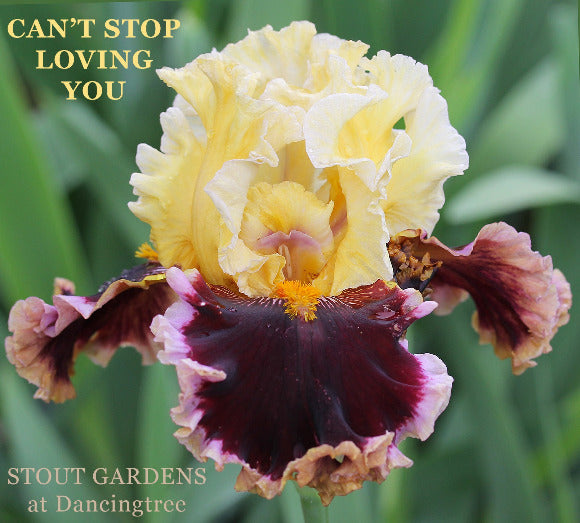 Multicolored iris flower with text 'CAN'T STOP LOVING YOU' and 'STOUT GARDENS at Dancingtree' on a blurred green background.