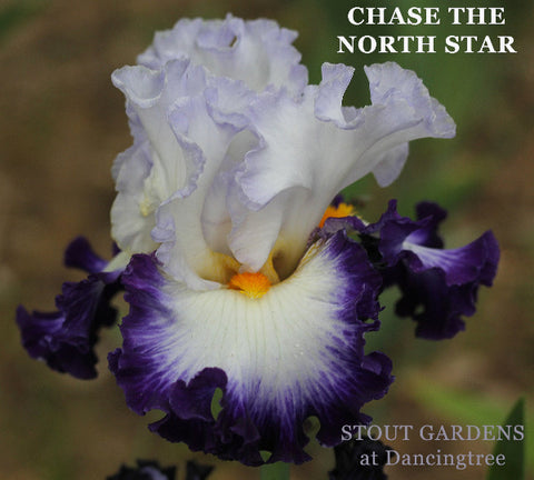 Iris Chase The North Star