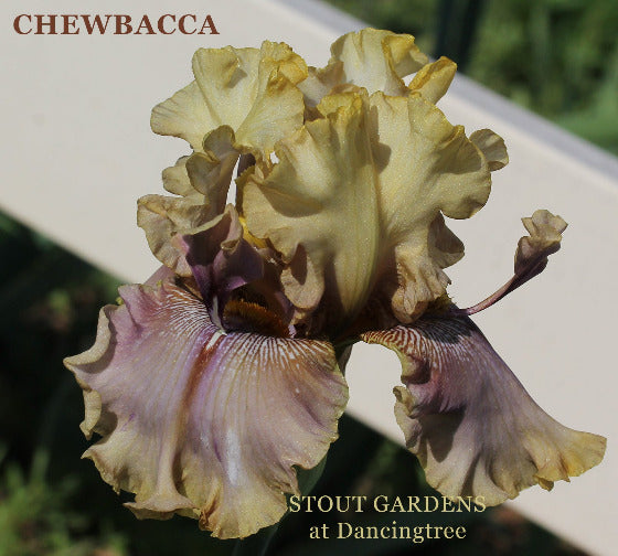 Space age tall bearded iris with 'CHEWBACCA' and 'STOUT GARDENS at Dancingtree' text