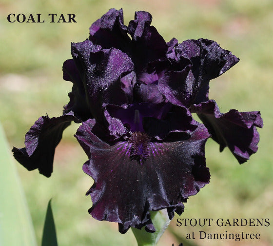Dark purple, black intermediate bearded iris flower called 'Coal Tar' at 'Stout Gardens at Dancingtree'.