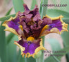 Tall bearded iris 'Codswallop' showing purple coloring with heavy gold bands and fat horns at 'Stout Gardens At Dancingtree'.