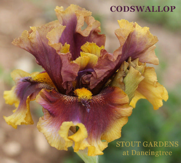 Tall bearded iris 'Codswallop' showing red purple coloring with heavy gold bands at 'Stout Gardens At Dancingtree'.