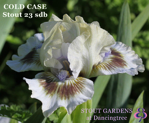 White standard dwarf bearded iris with purple spot 'Cold Case' by Hugh Stout Jr. in the garden at 'Stout Gardens at Dancingtree'.
