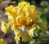 A close-up image of 'Corn Pop', a yellow intermediated bearded iris with tight ruffling, rosewood shoulders, and a pop of white under the beard. Seen at 'Stout Gardens At Dancingtree'.