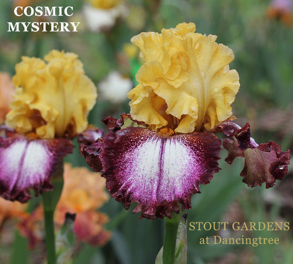 Two tall bearded iris flowers 'Cosmic Mystery' displaying golden yellow standards over white falls with heavy dark red purple plicata pattern. At 'Stout Gardens at Dancingtree'.