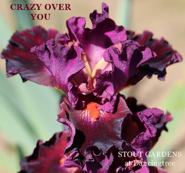 Close-up of a purple intermediate bearded iris flower called 'Crazy Over You' at 'Stout Gardens at Dancingtree'.