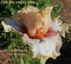 Close-up of peach, white and pink all bearded iris, 'Cruise Director' by Burseen, at 'Stout Gardens At Dancingtree'