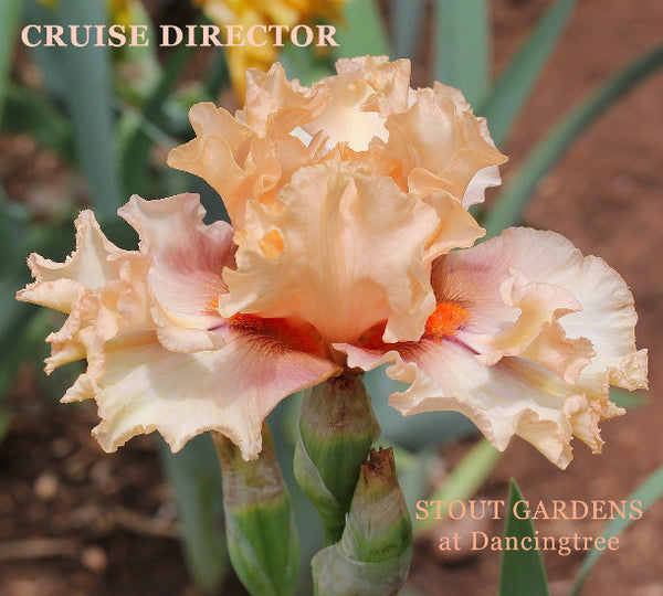 Close-up of 'Cruise Director', a peach and pink tall bearded iris at 'Stout Gardens at Dancingtree'.