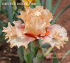 Close-up of 'Cruise Director', a peach and pink tall bearded iris at 'Stout Gardens at Dancingtree'.
