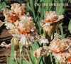 Tall bearded Iris flowers 'Cruise Director' showing peach and pink colors and big flounces at 'Stout Gardens at Dalcingtree'.