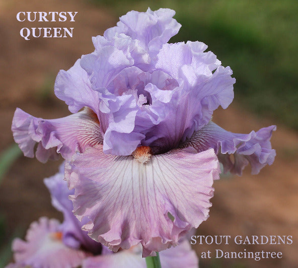 Purple tall bearded iris flower with 'Curtsy Queen' text and 'Stout Gardens at Dancingtree' branding.