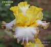Yellow, purple and white tall bearded iris flower called 'Custom Rim' at 'Stout Gardens' at Dancingtree'.