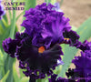 Close-up of a purple tall bearded iris flower with 'CAN'T BE DENIED' name above it.