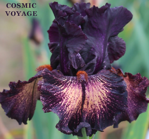 Dark purple tall bearded Iris flower 'Cosmic Voyage' with cream ground color.
